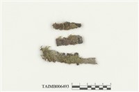 藏品(耳葉蘚屬)的圖片